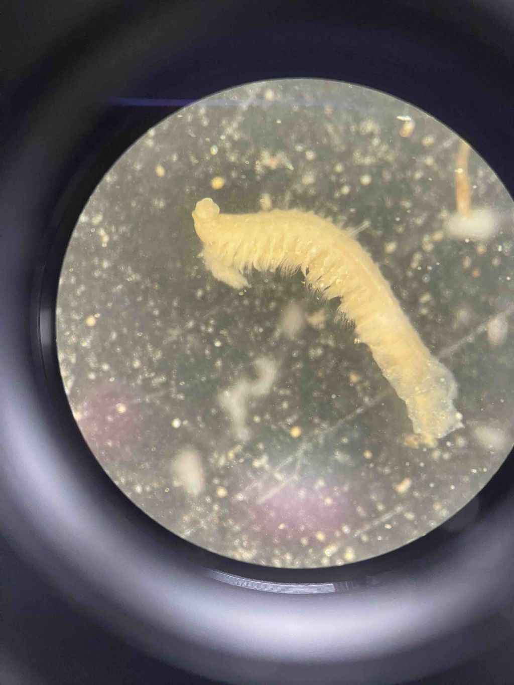 Riconoscimento famiglie Policheti